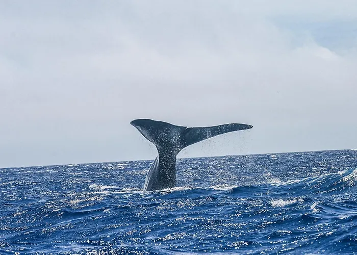 別荘 Casa Terra Mar